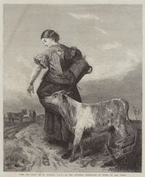 The Pet Calf